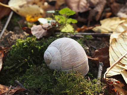 muszla, runo, ślimak, zbliżenie, pole, Natura, dzień, wylądować, liść, żadnych ludzi, roślina, część rośliny, zwierzęca przyroda, skupić się na pierwszym planie, skorupa zwierzęca, zwierzę, wysoki kąt widzenia, zwierzęta na wolności, na dworze, suchy, tematy zwierzęce, selektywne skupienie, odchodzi, 1080P, CC0, domena publiczna, darmowe zdjęcia