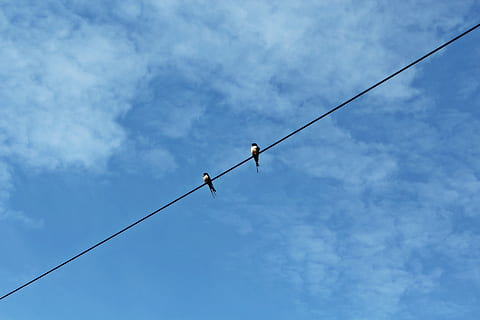 to, fugle, sort, tråd, dagtimerne, svalerne, himmel, skyer, blå, strømstyring unschwalben, par, flyve, humør, natur, dom, dyr, atmosfærisk, baggrund, smuk, atmosfære, vinge, fuglepar, fjer, fjerdragt, Landwirtschaft, forår, linjer, lav vinkel visning, kabel, sky - himmel, forbindelse, elektricitet, ingen mennesker, dag, strømkabel, udendørs, teknologi, fugl, perching, dyre temaer, reb, telefonlinje, dyreliv, Strømforsyning, direkte under, 4K, CC0, offentligt domæne, royaltyfrie
