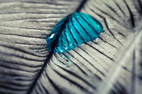 strauss spring, gocciolare, piuma, vicino, macro, sfondo, goccia d'acqua, struttura, piuma d'uccello, liquido, messa a fuoco selettiva, avvicinamento, blu, modello, nessuno, sfondi, fotogramma intero, in casa, piuma di pavone, strutturato, tessile, natura morta, color turchese, morbidezza, corda, metallo, primo piano estremo, vecchio, colore verde, color argento, 4K, CC0, dominio pubblico, privo di copyright