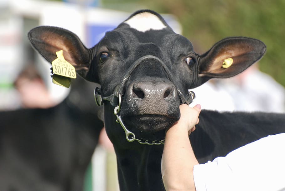 vacă, urechi, cap, animale de companie, intern, un animal, canin, animale domestice, câine, mamifer, portret, să se concentreze asupra primelor elemente, privind camera, zi, a închide, oameni, animal de companie, în aer liber, guler, deținere, animale vertebrate, adolescent, proprietar de animale de companie, gura animalului, 2K