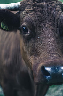schließen, Foto, schwarz, coaw, Nahansicht, Tier, Natur, das Vieh, Kuh, Säugetier, Bauernhof, Landwirtschaft, draußen, ländliche Szene, Haustiere, Tierkopf, Tierkörperteil, Vieh, Tierthemen, inländisch, ein Tier, Wirbeltier, Kamera betrachten, Porträt, keine Leute, Hausrinder, Tag, Tiermarke, pflanzenfressend, Tierauge, Schnauze, Tiermund, 5K, CC0, gemeinfrei, lizenzfrei