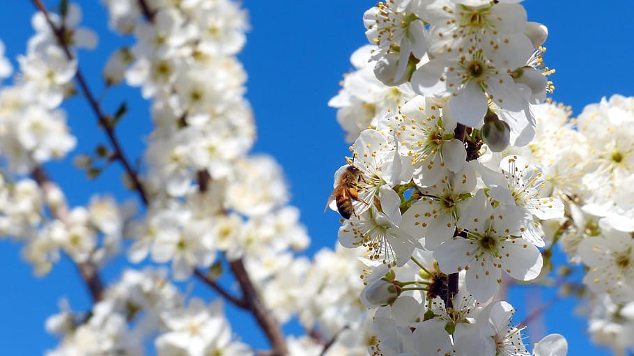 árbol, ciruela, flores, insecto, abeja, flor, planta floreciendo, fragilidad, planta, vulnerabilidad, frescura, primavera, el color blanco, rama, belleza en la naturaleza, naturaleza, de cerca, centrarse en primer plano, crecimiento, flor de cerezo, pétalo, cabeza de flor, nadie, polen, al aire libre, Cerezo, flor del ciruelo, 4K