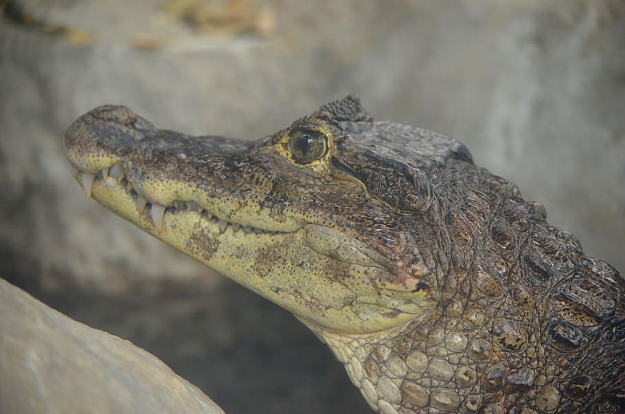 cocodril, caiman, jove, rèptil, un animal, temes d'animals, animal, animals a la natura, fauna animal, primer pla, cap d’animals, vertebrats, part del cos dels animals, cap gent, centrar-se en primer pla, dia, signe, senyal d'advertència, naturalesa, aigua, vista lateral, a l'aire lliure, vista del perfil, escala d’animals, ull d’animals, boca d’animals, 4K