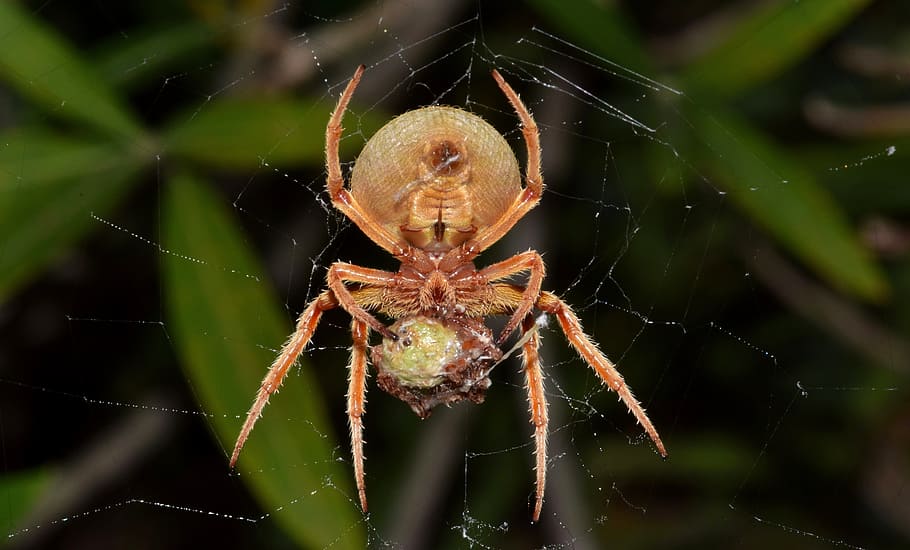selectiu, focalitzar la fotografia, marró, aranya de graner, web, aranya, orbe aranya, orb weaver, webbed, trampa, atrapat, trampes, aràcnids, criatura, animal, aracnofobia, fòbia, fòbic, depredador, alimentació, menjar, presa, captura, capturat, horripilant, vuit patates, biologia, artròpode, araneidae, temes d'animals, un animal, fauna animal, invertebrat, teranyina, animals a la natura, primer pla, fragilitat, insecte, centrar-se en primer pla, vulnerabilitat, part del cos dels animals, naturalesa, cames d’animal, cap gent, zoologia, a l'aire lliure, complexitat, 5K