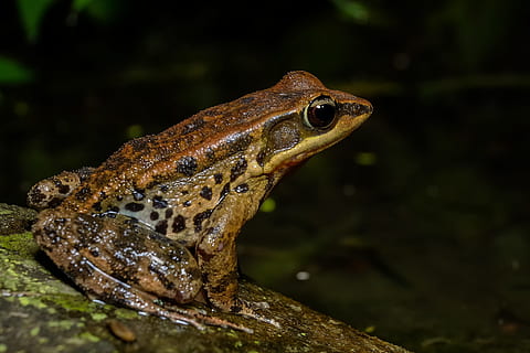 frosk, amfibier, frø, padder, et dyr, krybdyr, dyreliv, dyr i naturen, ingen mennesker, dyre temaer, dyr, hvirveldyr, tæt på, dyr kropsdel, natur, fokus på forgrunden, firben, sidebillede, dag, dyr hoved, padde, vand, udendørs, profilvisning, regnskov, dyre skala, dyr øje, 1080P, CC0, offentligt domæne, royaltyfrie