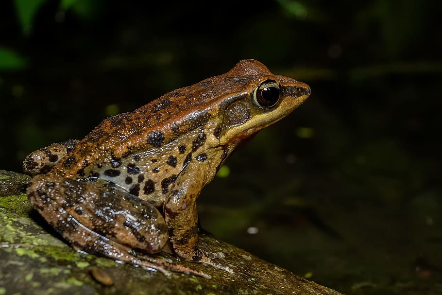 frosk, amfibier, frø, padder, et dyr, krybdyr, dyreliv, dyr i naturen, ingen mennesker, dyre temaer, dyr, hvirveldyr, tæt på, dyr kropsdel, natur, fokus på forgrunden, firben, sidebillede, dag, dyr hoved, padde, vand, udendørs, profilvisning, regnskov, dyre skala, dyr øje, 1080P