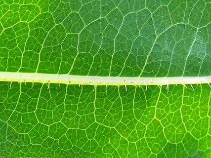 full, fons, trasluz, fons abstracte, naturalesa, color verd, primer pla, planta, patró, macro, part de la planta, cap gent, vena de la fulla, marc complet, menjar i beguda, menjar, primer pla extrem, frescor, dia, a l'aire lliure, alimentació saludable, vegetals, benestar, bellesa a la natura, menjar vegetarià, 2K, CC0, domini públic, lliure de regalies