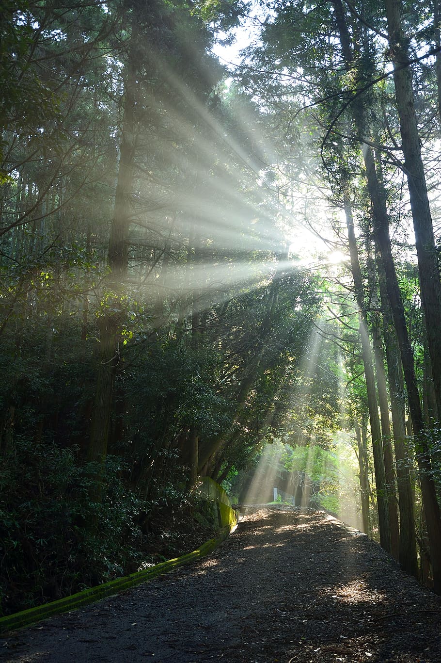 estate, raggi di sole, trailhead, albero, foresta, luce del sole, pianta, terra, direzione, la strada davanti, raggio di sole, la tranquillità, bellezza nella natura, giorno, natura, crescita, scena tranquilla, nessuno, bosco, scena non urbana, scenics - natura, riflesso lente, strada, all'aperto, sole, streaming, luminosa, bambù - pianta, 4K