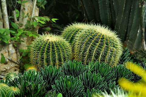 drie groene cactus, cactus, groen, scherp, natuur, fabriek, bloem, natuurlijk, tuin-, sappig, plantkunde, droog, woestijn, toenemen, cactussen, patroon, bloemen, kleur, exotisch, blad, groei, leven, botanisch, kleurrijk, groene kleur, geen mensen, dag, doorn, detailopname, schoonheid in de natuur, vetplant, focus op de voorgrond, spits, veld-, buitenshuis, land-, versheid, hoge hoekmening, puntig, naald - plantdeel, naaldboom, 5K, CC0, publiek domein, royaltyvrij