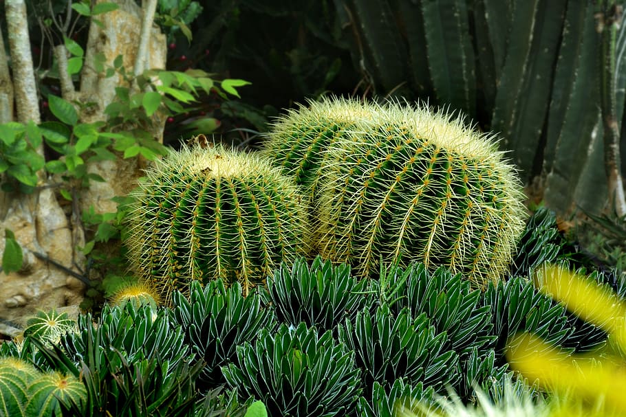 tres cactus verds, cactus, verd, agut, naturalesa, planta, flor, natural, jardí, suculent, botànica, sec, desert, créixer, patró, floral, color, exòtic, full, creixement, la vida, botànic, colorit, color verd, cap gent, dia, espina, primer pla, bellesa a la natura, planta suculenta, centrar-se en primer pla, espigada, camp, a l'aire lliure, terra, frescor, vista d’angle alt, picant, agulla - part de la planta, arbre de coníferes, 5K