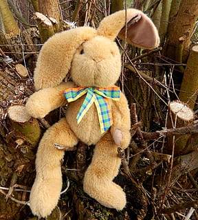 Ostern, Osterhase, Frühling, Natur, Zahl, Grußkarte, Karte, Osterdeko, Urlaub, Frohe Ostern, Plüschtier, keine Leute, Spielzeug, Tag, Säugetier, Teddybär, Nahansicht, draußen, Darstellung, High Angle View, Pflanze, Land, Tierdarstellung, Tier, Tierthemen, Weichheit, Feld, süß, 2K, CC0, gemeinfrei, lizenzfrei