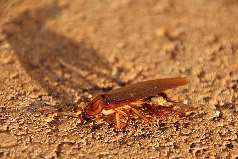 cockroach, scrape, insect, small, animal world, animal themes, one animal, animal, animals in the wild, animal wildlife, invertebrate, close-up, no people, day, selective focus, nature, outdoors, full length, textured, sunlight, brown, animal body part, land, focus on foreground, 5K, CC0, public domain, royalty free