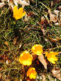 croco, fiore, giallo, primavera, fioritura, pianta fiorita, pianta, bellezza nella natura, fragilità, vulnerabilità, petalo, crescita, freschezza, campo, avvicinamento, infiorescenza, terra, testa di fiore, natura, vista dall'alto, giorno, nessuno, iris, all'aperto, polline, 2K, CC0, dominio pubblico, privo di copyright