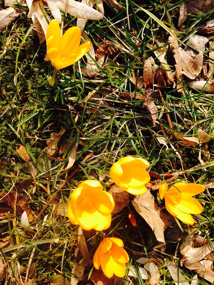 croco, fiore, giallo, primavera, fioritura, pianta fiorita, pianta, bellezza nella natura, fragilità, vulnerabilità, petalo, crescita, freschezza, campo, avvicinamento, infiorescenza, terra, testa di fiore, natura, vista dall'alto, giorno, nessuno, iris, all'aperto, polline, 2K