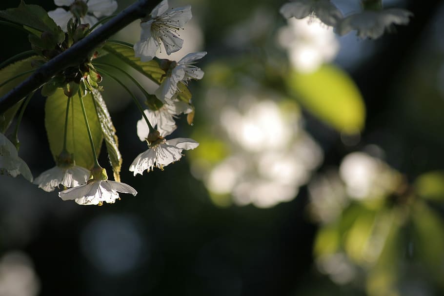 cherry-blossom, lys, forår, grøn farve, natur, fokus på forgrunden, træ, skønhed i naturen, afdeling, plante, vækst, blomst, blomstrende plante, friskhed, tæt på, kronblad, dag, skrøbelighed, sårbarhed, ingen mennesker, blad, plante del, blomsterstand, udendørs, blomsterhoved, 2K