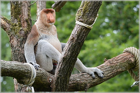 Macaco-narigudo, raro, selvagem, macaco, exótico, floresta, selva, espécies, animais selvagens, floresta tropical, safári, árvore, conservação, herbívoro, parque, meio Ambiente, reserva, habitat, nariz grande, ecologia, jardim zoológico, escalada, natural, mamífero, exterior, dom, tronco de árvore, sentado, dia, animais em estado selvagem, temas animais, animal, plantar, ramo, tronco, primata, vertebrado, natureza, ninguém, um animal, relaxamento, focar em primeiro plano, ao ar livre, 1080P, CC0, domínio público, royalty free