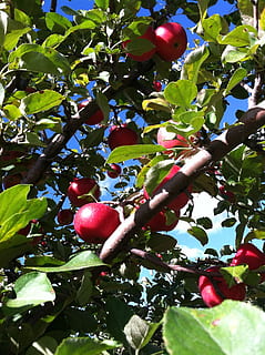 árvore de maçã, fruta, temporada, maçã, árvore, crescimento, ramo, folha, natural, agricultura, Pomar, colheita, meio Ambiente, fresco, jardinagem, floral, horticultura, ecologia, haste, crescendo, rural, agrícola, maduro, nutrição, cultivado, cultivar, produzir, comida e bebida, vermelho, Alimentação saudável, Comida, plantar, parte da planta, frescura, natureza, bem-estar, cor verde, dia, beleza na natureza, visão de baixo ângulo, ninguém, ao ar livre, 2K, CC0, domínio público, royalty free