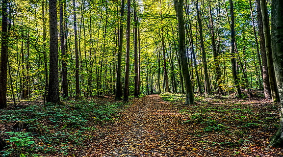 bosc, camí forestal, fulles, arbre, verd, paisatge, naturalesa, assolellat, tardor, humor, oci, hdr, rang dinàmic alt, contrast, planta, terra, tranquil·litat, bellesa a la natura, creixement, el camí a seguir, direcció, escena tranquil·la, tronc, escena no urbana, tronc de l'arbre, escenics - natura, color verd, dia, idíl·lic, sendera, cap gent, perspectiva decreixent, a l'aire lliure, canvi, ruta, bambú - planta, 5K, CC0, domini públic, lliure de regalies