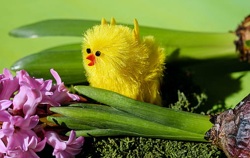 flach, Foto fokussieren, Gelb, Vogel, Plüsch-, Spielzeug, Osterthema, Ostern, Zahl, Hähnchen, süß, lustig, Süss, Ostertradition, Frühlingserwachen, Hyazinthe, Rosa, Ostergruß, Frühling, Dekoration, ein Tier, grüne Farbe, keine Leute, Blume, Tierthemen, Nahansicht, Natur, drinnen, Tag, blühende Pflanze, Pflanze, Frische, Verletzlichkeit, Zerbrechlichkeit, Schönheit in der Natur, Pflanzenteil, Tier, Blütenstand, Blatt, Blütenkopf, Blütenblatt, draußen, 4K, CC0, gemeinfrei, lizenzfrei