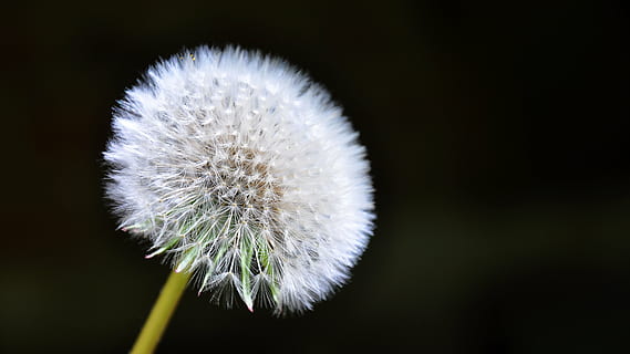 dandelion, black, background, spring, sunshine, nature, plant, close-up, seed, flower, fluffy, macro, summer, single Flower, springtime, freshness, vulnerability, fragility, beauty in nature, flowering plant, no people, inflorescence, flower head, white color, studio shot, black background, growth, softness, focus on foreground, dandelion seed, outdoors, 4K, CC0, public domain, royalty free