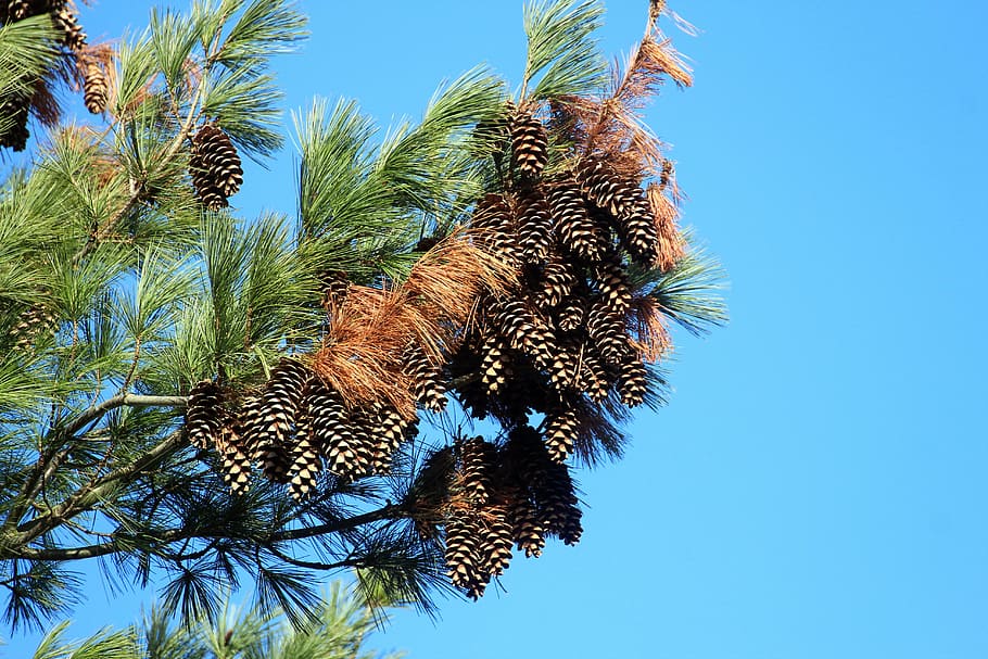 conífera, pinho, céu azul, toque, pinhas, árvore, natureza, agulhas de pinheiro, ramo, madeira macia, agulhas, verde, céu, temas animais, animal, plantar, céu limpo, azul, animais selvagens, ninguém, animais em estado selvagem, visão de baixo ângulo, um animal, pássaro, dia, vertebrado, Ave de rapina, ao ar livre, ensolarado, mamífero, árvore conífera, folha de palmeira, 5K