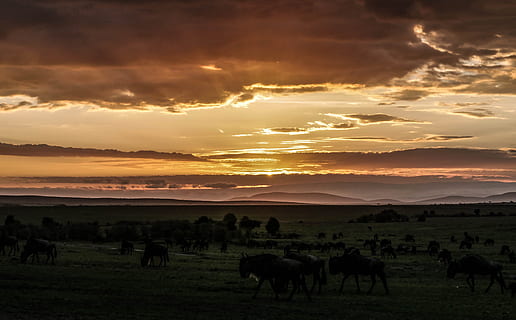 fotografia de paisagem, animais, verde, Campo de grama, nascer do sol, gnu, rebanho, savana, masai mara, Quênia, África, animal selvagem, Parque Nacional, safári, região selvagem, Largo, manhã, mamífero, temas animais, por do sol, céu, animal, animais domésticos, pecuária, grupo de animais, nuvem - céu, campo, animais selvagens, doméstico, natureza, pastando, meio Ambiente, panorama, vertebrado, agricultura, grande grupo de animais, terra, ninguém, Dom, ao ar livre, herbívoro, 4K, CC0, domínio público, royalty free