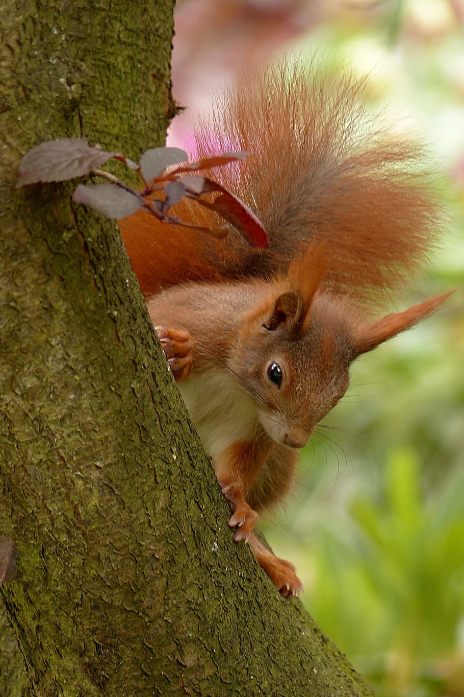 marró, blanc, esquirol, branca d'un arbre, animal, sciurus, mamífer, assegut, arbre, jardí, estiu, temes d'animals, rosegador, vertebrats, un animal, primer pla, fauna animal, planta, tronc de l'arbre, tronc, naturalesa, animals a la natura, cap gent, dia, centrar-se en primer pla, a l'aire lliure, enfocament selectiu, bigotis, 2K