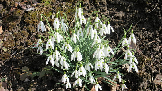snowdrop, dewdrop, spring, spring awakening, green, white, flower, plant, first green, grow, growth, flowering plant, freshness, beauty in nature, nature, vulnerability, field, fragility, leaf, day, land, white color, high angle view, plant part, petal, close-up, no people, outdoors, flower head, 4K, CC0, public domain, royalty free