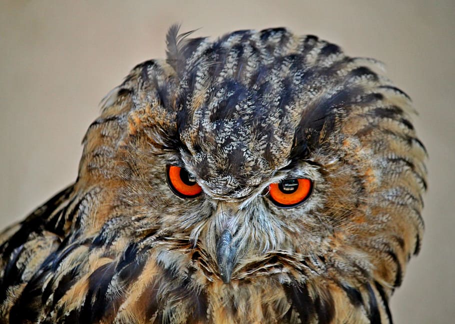 superficial, focalizare fotografie, bufniţă, timpul zilei, bufniță vultur, pasăre, animale, pasăre de pradă, pană, penaj, pasăre sălbatică, Raptor, natură, lumea animalelor, fotografie din fauna salbatica, factură, cap, portret, închide, ochi, portocale, un animal, animale tematice, animal, animale sălbatice, animale în sălbăticie, a închide, partea corpului animalului, animale vertebrate, nici o persoana, culoare portocalie, cap de animal, să se concentreze asupra primelor elemente, zi, în aer liber, ochi de animale, gura deschisa, gura animalului, 2K