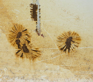 Metal, Scrap, Rust, Yard, Texture, background, wall, iron, no people, fragility, flower, indoors, flower head, close-up, flowering plant, plant, nature, high angle view, day, directly above, wall - building feature, outdoors, flooring, art and craft, creativity, vulnerability, brown, freshness, still life, tile, wilted plant, 2K, CC0, public domain, royalty free