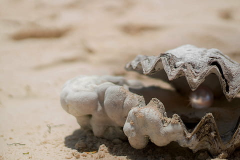 flach, fokus fotografie, grau, Muschelschale, Perle, Schale, wertvoll, Licht, Sand, öffnen, Schmuck, Fußkette, Kristall, Metall, Juwel, Strass, glänzend, Perlmutt, Auster, teuer, Glanz, tropfen, Sommer-, Schicht, Muschel Perle, Natur, Wasser, Strand, Silber-, schimmern, Fonds, finden, Tauchen, Maut, funkeln, ein Tier, Tierwelt, Tierthemen, Tiere in freier Wildbahn, Achtung, keine Leute, Nahansicht, Fossil, Tag, Knochen, Land, Fokus auf den Vordergrund, Tier, Tierkörperteil, Körperteil, Tierdarstellung, Tierknochen, Tierischen Schädel, Tierzähne, Tierkopf, 5K, CC0, gemeinfrei, lizenzfrei