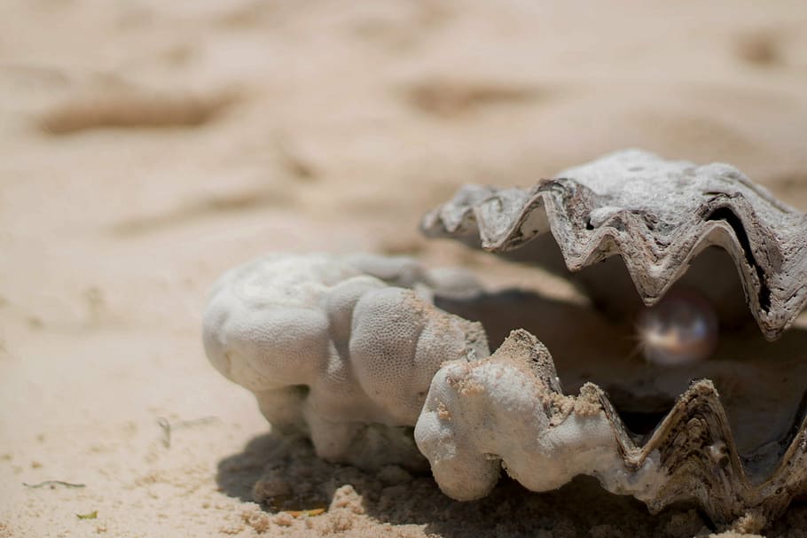 poc profund, focalitzar la fotografia, gris, petxina, perla, shell, valuós, llum, sorra, obert, joies, tobillera, cristall, metall, joia, strass, brillant, mare de perla, ostra, car, brillantor, degoteig, estiu, capa, shell perla, naturalesa, aigua, platja, plata, brillar, fons, trobar, busseig, peatge, espurna, un animal, fauna animal, temes d'animals, animals a la natura, perill, cap gent, primer pla, fòssil, dia, os, terra, centrar-se en primer pla, animal, part del cos dels animals, part del cos, representació animal, ossos d’animals, crani d’animals, dents d’animals, cap d’animals, 5K