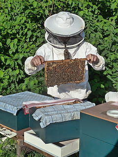 Imker, Zuchtafflegger, Bienen, Pflanze, Natur, Tag, Container, Imkerei, eine Person, Bienenstock, Lebensmittel, Biene, Essen und Trinken, Wachstum, draußen, Frische, Sonnenlicht, Blatt, Schönheit in der Natur, Pflanzenteil, wirbellos, Männer, 4K, CC0, gemeinfrei, lizenzfrei
