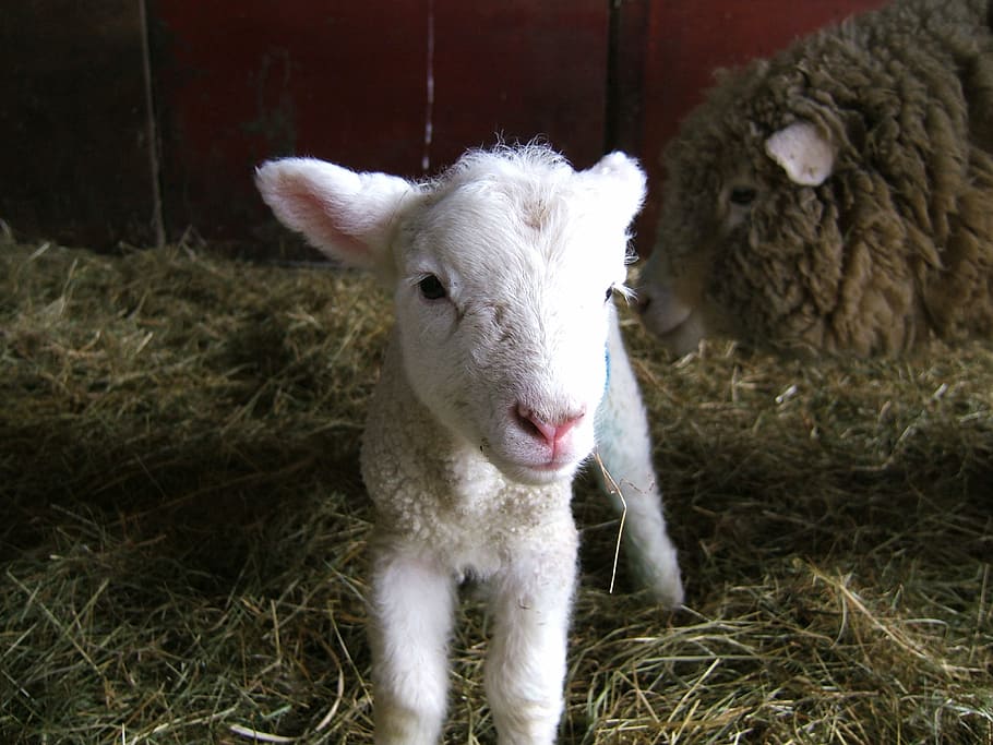 Cordero, oveja, granja, primavera, ganado, lanoso, animal, agricultura, linda, lana, escena rural, mamífero, hierba, animales domesticos, temas de animales, nacional, mascotas, vertebrado, animal joven, retrato, un animal, planta, nadie, heno, naturaleza, centrarse en primer plano, mirando a la cámara, herbívoro, pluma animal, cabeza de animal, 4K