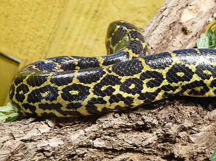tigerpython scuro, serpente, pitone molurus bivittatus, modello, pelle, boa, pitone burmese, molurus di pitone, specie, pitone, Pythonidae, giallo, nero, terrario, rettile, animale, natura, temi animali, un animale, fauna selvatica, animali allo stato selvatico, vertebrato, avvicinamento, segni di animali, nessuno, parte del corpo animale, albero, velenoso, modello naturale, segnale di pericolo, all'aperto, cartello, scala animale, zoo, testa di animale, 2K, CC0, dominio pubblico, privo di copyright