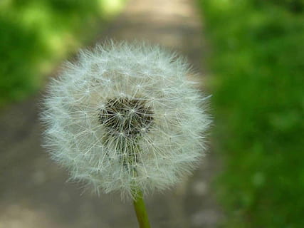 dent de lleó, detall, macro, fluff, naturalesa, esponjós, llavor, planta, flor, estiu, primer pla, flor única, herba, a l'aire lliure, primavera, fragilitat, bellesa a la natura, color verd, prat, suavitat, bufat, centrar-se en primer pla, planta amb flors, vulnerabilitat, frescor, sense cultiu, cap de flor, inflorescència, cap gent, Color blanc, creixement, llavor de dent de lleó, 1080P, CC0, domini públic, lliure de regalies