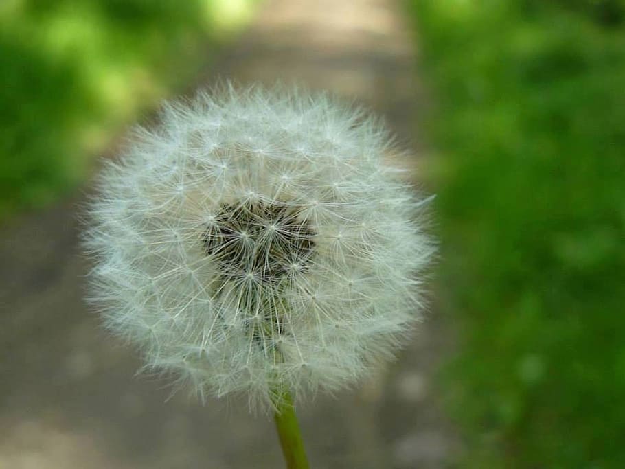 dent de lleó, detall, macro, fluff, naturalesa, esponjós, llavor, planta, flor, estiu, primer pla, flor única, herba, a l'aire lliure, primavera, fragilitat, bellesa a la natura, color verd, prat, suavitat, bufat, centrar-se en primer pla, planta amb flors, vulnerabilitat, frescor, sense cultiu, cap de flor, inflorescència, cap gent, Color blanc, creixement, llavor de dent de lleó, 1080P