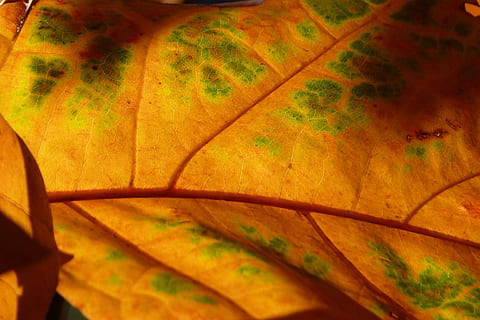 leaf, back light, light, structure, veins, coloring, red, yellow, brown, green, plant, leaves, fall foliage, close, nature, autumn, indoors, full frame, no people, backgrounds, close-up, pattern, multi colored, orange color, abstract, creativity, design, architecture, built structure, plant part, beauty in nature, wood - material, leaf vein, floral pattern, 2K, CC0, public domain, royalty free