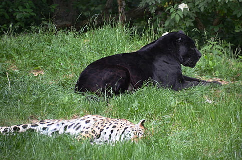 panter, leopardo, animales, hierba, mamífero, temas de animales, animal, planta, campo, vertebrado, relajación, tierra, un animal, naturaleza, animales domesticos, día, mascotas, nadie, animales en la naturaleza, fauna animal, acostado, de color negro, al aire libre, 2K, CC0, dominio público, libre de derechos