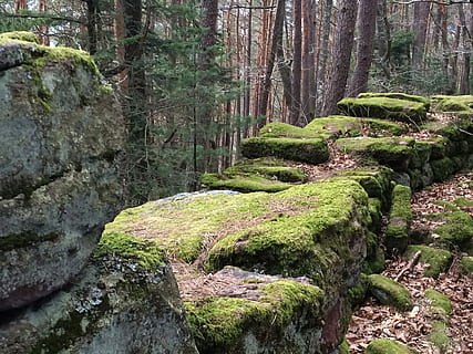 paret, molsa, bosc, alsace, molsa, bosc, verd, naturalesa, planta, vell, pedra, paret de pedra, incrustació, resistent, paisatge, ruïna, lluny, senderisme, França, arbres, atmosfèric, sortir, caduc, paret de bruc, tronc de l'arbre, cap gent, dia, arbre, terra, tranquil·litat, bellesa a la natura, escena tranquil·la, creixement, color verd, escenics - natura, rock, tronc, sòlid, rock - object, a l'aire lliure, selva tropical, que flueix, aigua que flueix, 2K, CC0, domini públic, lliure de regalies
