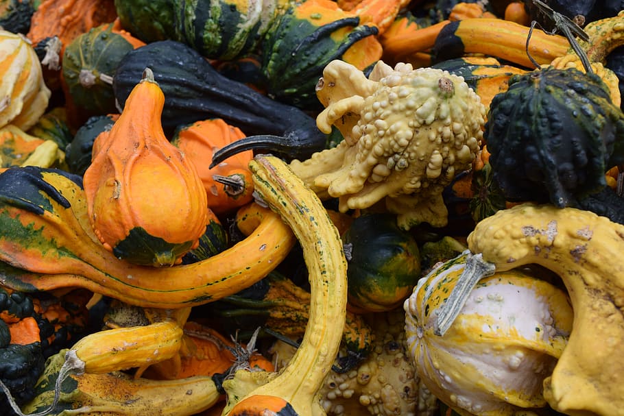 grøntsager, veggies, græskar, mad og drikke, mad, ingen mennesker, dag, tæt på, høj vinkel visning, natur, friskhed, sund kost, grøntsag, gul, vækst, udendørs, orange farve, velvære, plante, frugt, Mark, jord, 4K
