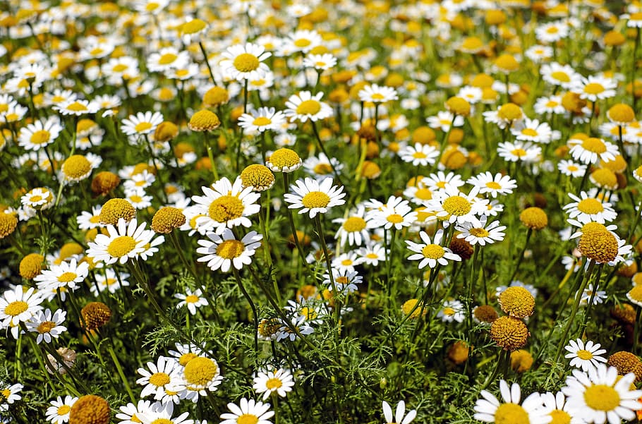 poc profund, focalitzar la fotografia, groc, blanc, flors, durant el dia, root de bertram, florir, bloomfield, flor, brillant, camamilla, color, colors, camp, flora, herba, creixement, herbes medicinals, a l'aire lliure, rural, temporada, estiu, salvatge, planta amb flors, planta, frescor, bellesa a la natura, fragilitat, vulnerabilitat, cap de flor, naturalesa, pètal, margarida, inflorescència, cap gent, terra, primer pla, Color blanc, marc complet, primavera, llit de flors, pol·len, 4K