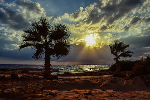 posta de sol, palmeres, cel, núvols, mar, llum solar, raig de sol, platja, dunes, paisatge, ammos tou kampouri, ayia napa, Xipre, aigua, Palmera, núvol - cel, arbre, bellesa a la natura, clima tropical, terra, escenics - natura, tranquil·litat, escena tranquil·la, planta, naturalesa, horitzó sobre l’aigua, horitzó, cap gent, a l'aire lliure, palmera de coco, 5K, CC0, domini públic, lliure de regalies