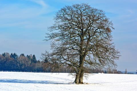 Winter, Schnee, Baum, Single, Silhouette, Natur, Himmel, Landschaft, kalte Temperatur, Pflanze, Schönheit in der Natur, kahler Baum, Land, Ruhe, Abdeckung, ruhige Szene, Tag, Feld, Ast, Umgebung, Szenen - Natur, keine Leute, draußen, kalt, isoliert, 5K, CC0, gemeinfrei, lizenzfrei