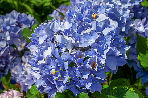 sininen, petaloituja kukkia, ympäröimä, lehdet, hortensia, kukka, hydrangea kukka, kirkas, koristeellinen pensas, kukinto, kasvi, koristekasvi, sininen hydrangea, kasvisto, luonto, violetti, hauraus, alttius, tuoreus, kauneus luonnossa, lähikuva, terälehti, kasvu, kukka pää, kasvitiede, keskittyä etualalle, päivä, ei ihmisiä, kevät, kukkapenkki, kukkakimppu, liila, 4K, CC0, public domain, rojaltivapaa