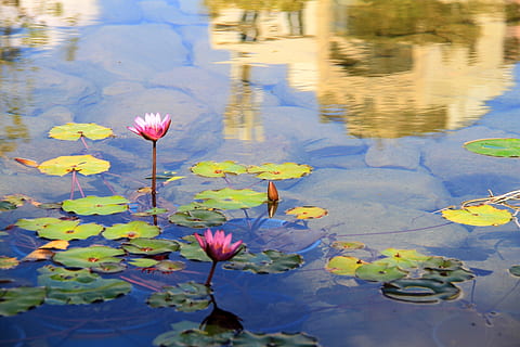 loto, piscina, riflessione, pittura, pietra, Casa, blu, beige, rosa, Ninfea, natura, stagno, lago, ninfea di loto, fiore, pianta, acqua, bellezza nella natura, testa di fiore, petalo, estate, foglia, all'aperto, fiorire, colore rosa, colore verde, pianta fiorita, galleggiante, galleggia sull'acqua, freschezza, parte vegetale, vulnerabilità, fragilità, giglio, nessuno, 2K, CC0, dominio pubblico, privo di copyright