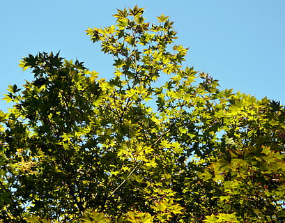 ahorn, grene, blade, grøn, træ, filialer, himmel, parkere, japansk have, Bonn, natur, blad, gul, udendørs, sæson, afdeling, efterår, plante, Skov, lav vinkel visning, vækst, skønhed i naturen, ingen mennesker, plante del, skyfri himmel, grøn farve, dag, ro, sollys, friskhed, scenics - natur, 4K, CC0, offentligt domæne, royaltyfrie