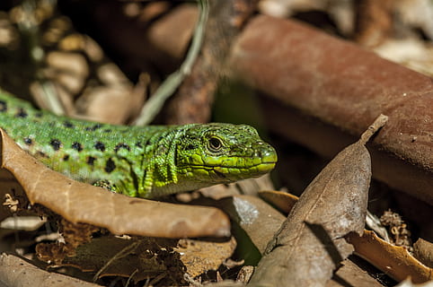 lucertola, nascosto, creatura, in attesa, rettile, in agguato, animale, lauer position, vicino, mondo animale, temi animali, fauna selvatica, un animale, animali allo stato selvatico, vertebrato, colore verde, nessuno, pianta, avvicinamento, natura, albero, parte del corpo animale, vista laterale, giorno, all'aperto, foresta, camaleonte, scala animale, iguana, testa di animale, velenoso, foresta pluviale, 4K, CC0, dominio pubblico, privo di copyright