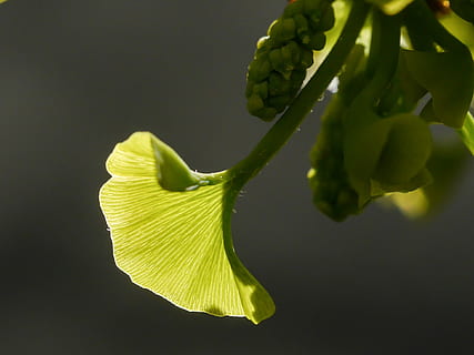 ginkgo, forår, blad, spiring, bladspirer, grøn farve, ingen mennesker, studio skud, tæt på, grøntsag, friskhed, plante, blomstrende plante, blomst, vækst, skønhed i naturen, mad og drikke, mad, natur, gul, skrøbelighed, sårbarhed, kronblad, blomsterhoved, blomsterstand, sund kost, 1080P, CC0, offentligt domæne, royaltyfrie