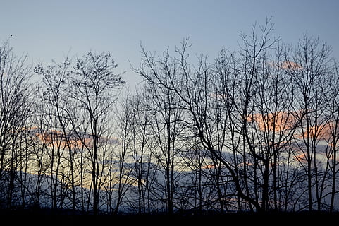 bosc, hivern, naturalesa, arbre, paisatge, eix nu, paisatge d'hivern, posta de sol, fred, crepuscle, contrast, branques, alsace, arbre nu, cap gent, dia, tardor, planta, cel, silueta, tranquil·litat, terra, bellesa a la natura, escena tranquil·la, escenics - natura, escena no urbana, branca, creixement, vista d’angle baix, a l'aire lliure, núvol - cel, 5K, CC0, domini públic, lliure de regalies